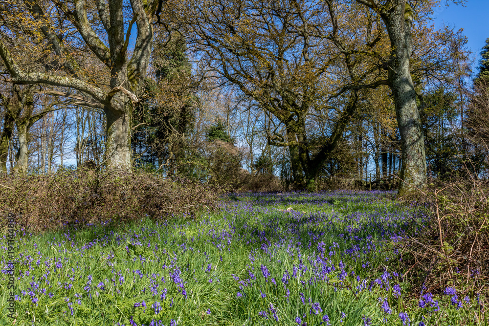 Obraz premium Cranborne Chase, Dorset, England