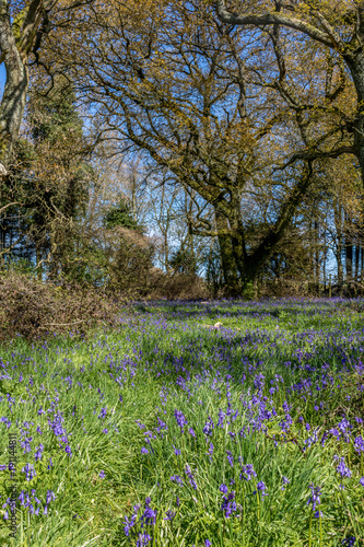 Cranborne Chase, Dorset, England photo