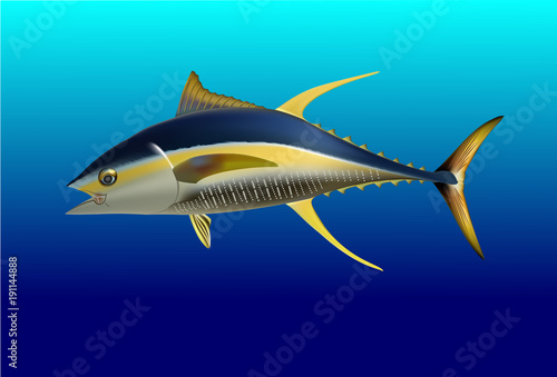 Yellow fin tuna, realistic sea fish illustration on white background