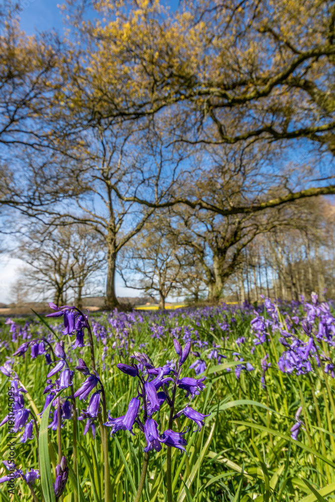 custom made wallpaper toronto digitalCranborne Chase, Dorset, England