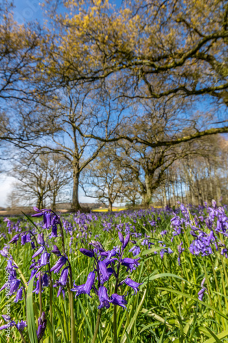 Wallpaper Mural Cranborne Chase, Dorset, England Torontodigital.ca