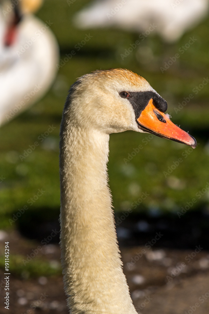 Fototapeta premium Mute Swans, Poole, Dorset, England