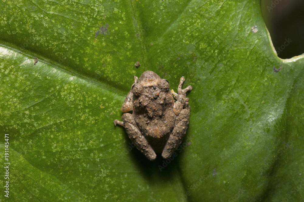 Philautus sp., genus of shrub frogs. Kivikha, Nagaland Philautus sp., genus of shrub frogs. Kivikha, Nagaland