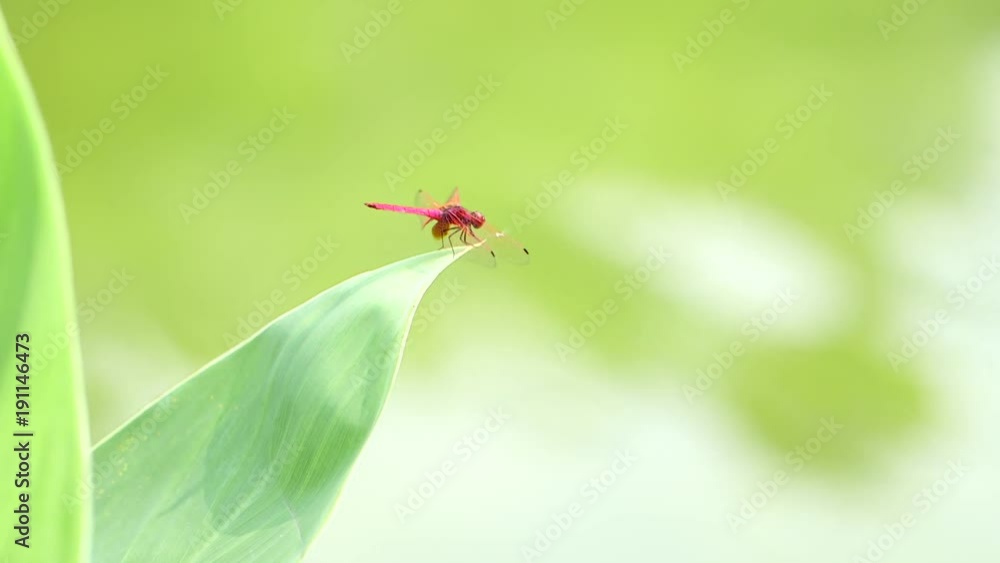 Dragonfly on green leaf and green background. Dragonfly on green leaf and green background.
