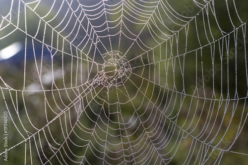 web dew spider trap texture