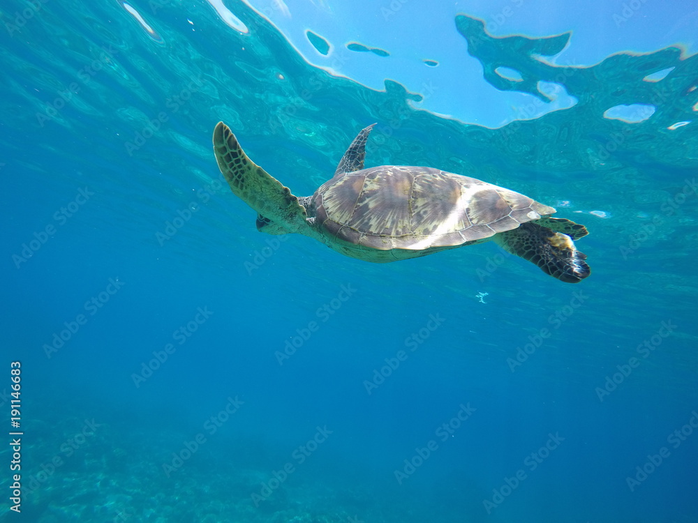 Obraz premium 守神