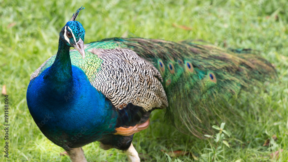 Fototapeta premium Peacock from French Guyana.