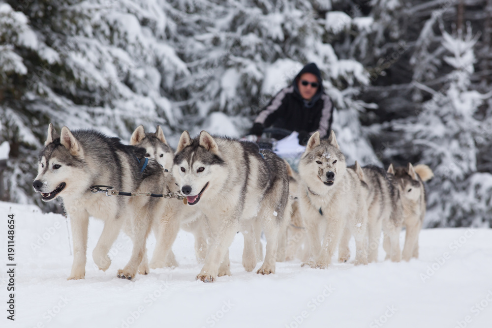 TIHUTA PASS, ROMANIA - JANUARY 20, 2018: Unidentified competitor racing during the International Sleddog Race II. edition on January 20, 2018 in Tihuta, Romania. TIHUTA PASS, ROMANIA - JANUARY 20, 2018: Unidentified competitor racing during the International Sleddog Race II. edition on January 20, 2018 in Tihuta, Romania.