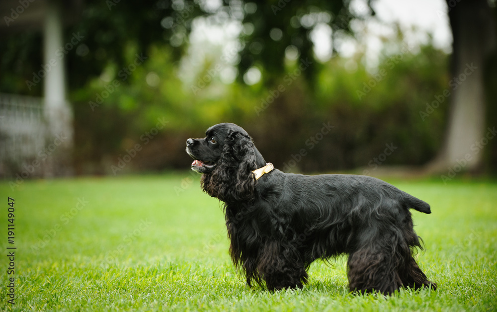 Black American Cocker Spaniel dog outdoor portrait standing in park Black American Cocker Spaniel dog outdoor portrait standing in park