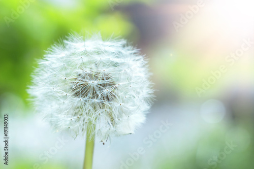 White fluffy dandelions  natural green blurred spring background  selective focus.