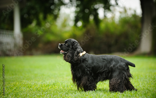 фотографія Black American Cocker Spaniel dog outdoor portrait standing in park
