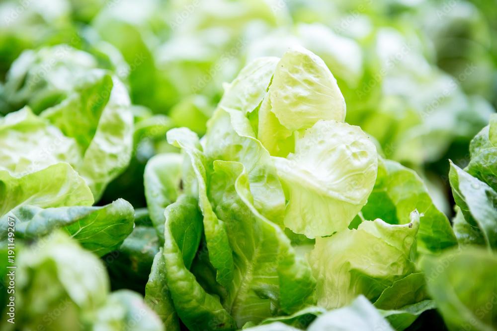 Close up of hydroponic butterhead lettuce growing in greenhouse Close up of hydroponic butterhead lettuce growing in greenhouse