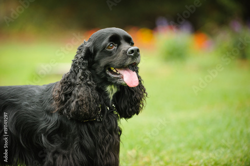 Billede på lærred Black American Cocker Spaniel dog outdoor portrait in grass