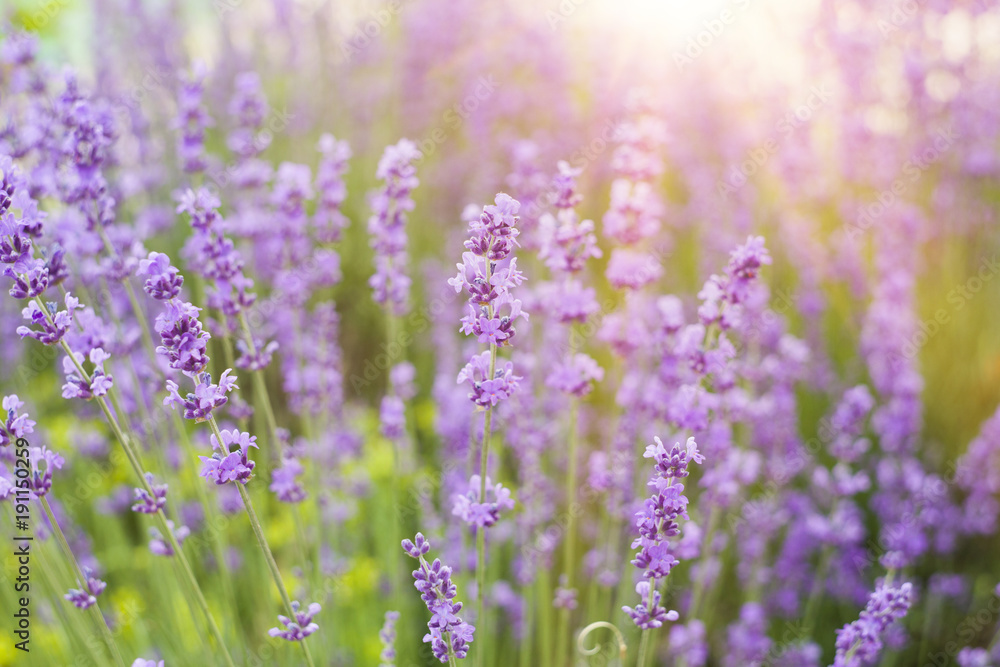 Fototapeta premium Lavender bushes closeup on sunset. Sunset gleam over purple flowers of lavender. Lavender herbals and sun light on the left. Provence region of france.
