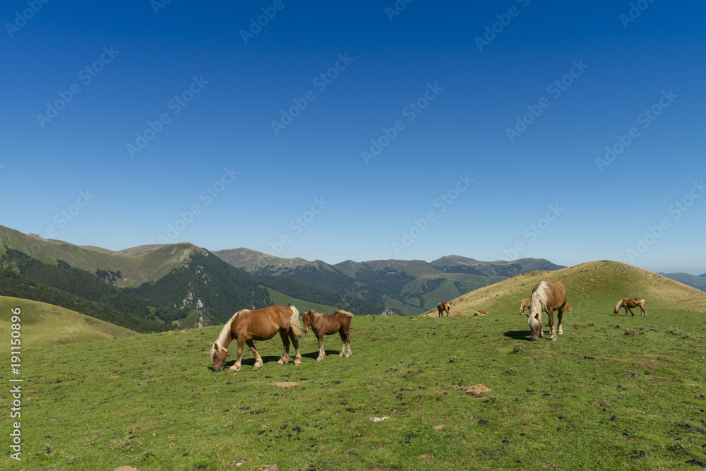 Les estives dans les Pyrénées au Col de Larrau. Chevaux en liberté. Les estives dans les Pyrénées au Col de Larrau. Chevaux en liberté.