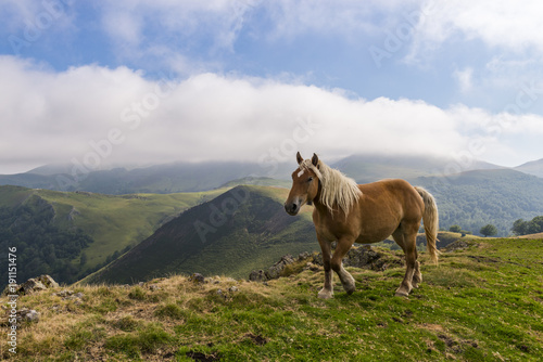 chevaux en liberté dans les estives (pâtures) dans les Pyrénées au col de Bagargui.