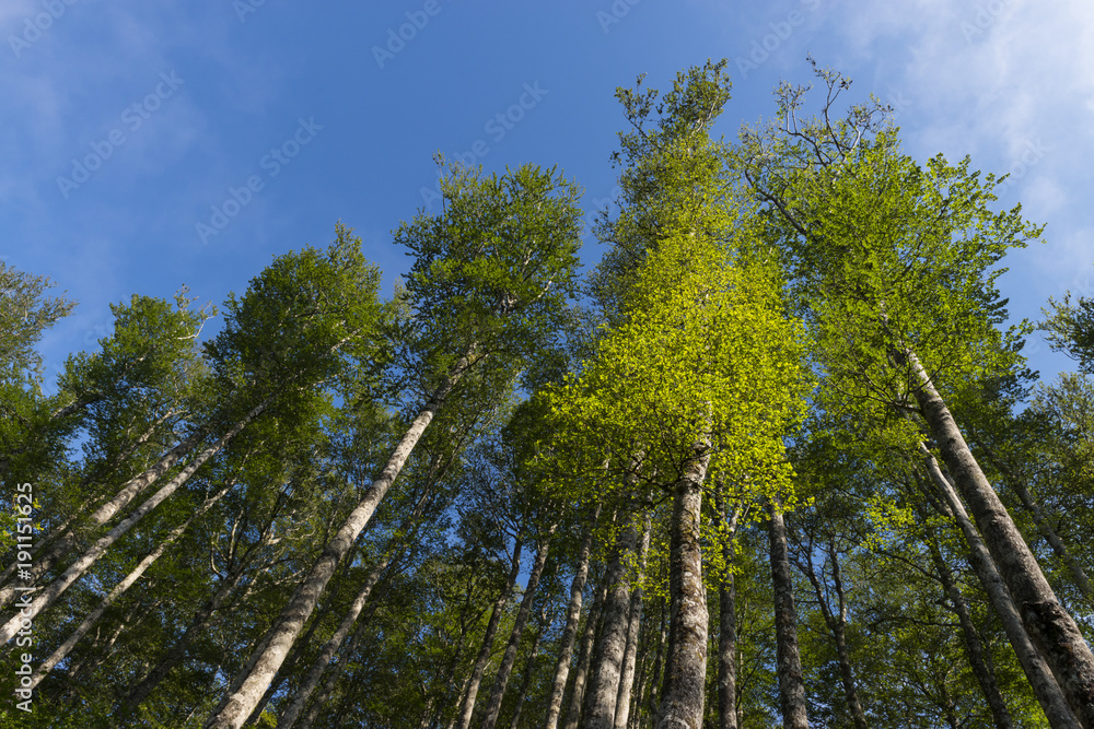 Hêtre commun (Fagus sylvatica) dans la forêt des Pyrénées Hêtre commun (Fagus sylvatica) dans la forêt des Pyrénées