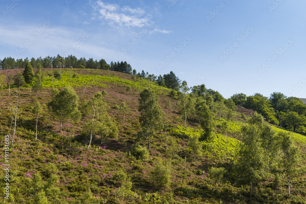 Bruyère de montagne (Calluna vulgaris) dans les Pyrénées