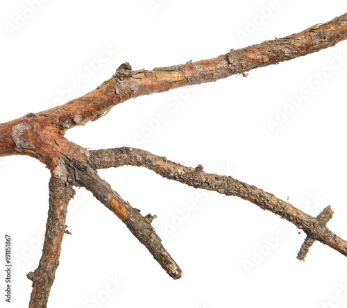 dry pine branch isolated on white background