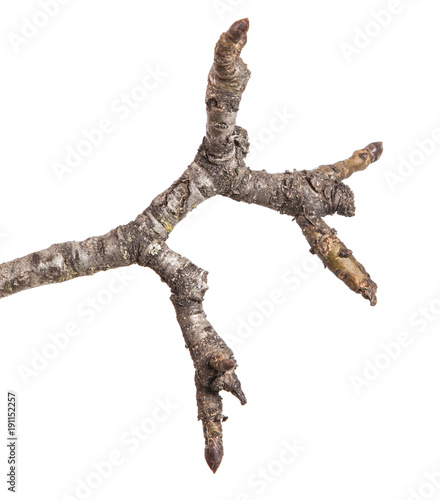 dry branch of a pear tree isolated on a white background