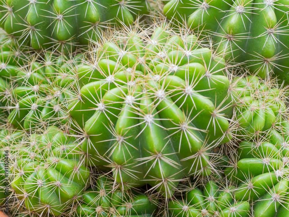 Close-up cactus on the pot, Dangerous concept