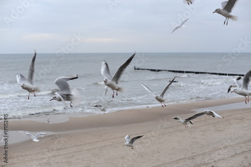 A herd of seagulls on the sand beach of Baltic Sea in north of Poland in winter