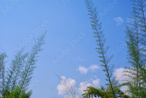 bamboo and blue sky