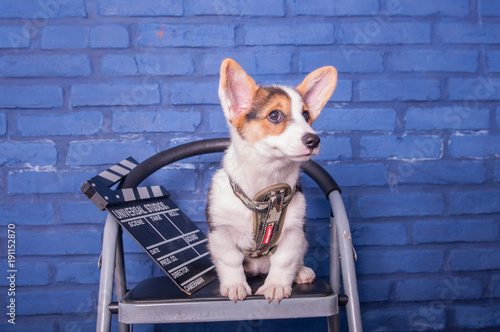 Corgi dog pose beside clapperboard in the studio © yadies