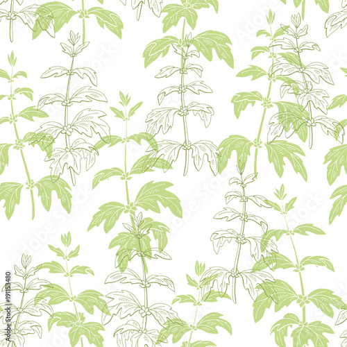 Motherwort plant graphic green color seamless pattern sketch illustration vector
