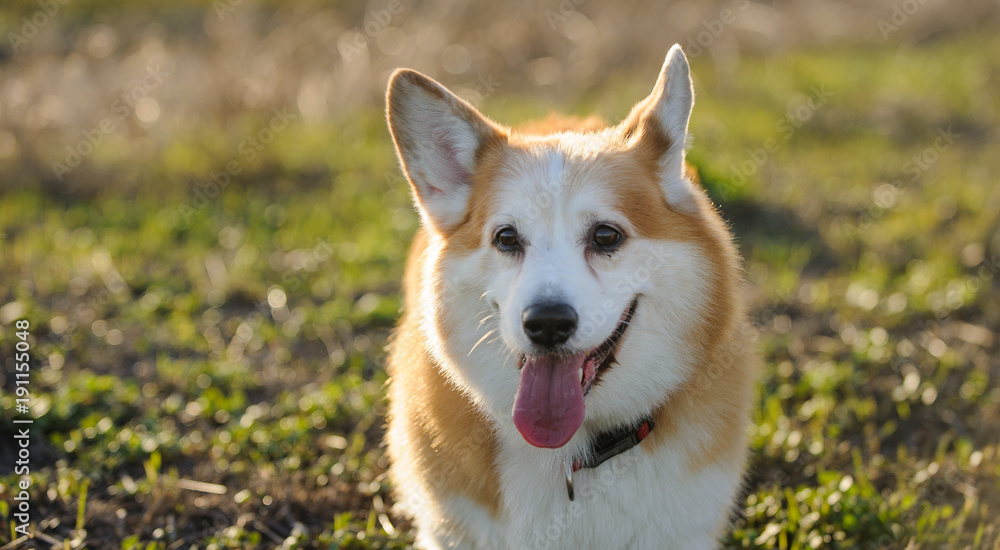 Welsh Pembroke Corgi dog outdoor portrait in field 