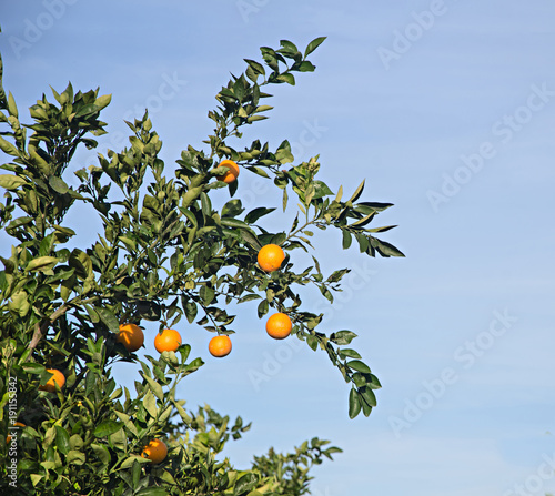 Branch with ripe oranges