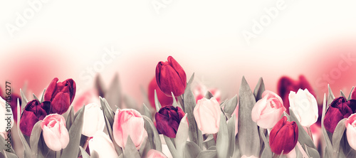 Tulip colorful flower panoramic border on white #191156277