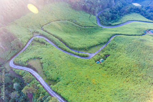 Aerial view of Mexican Flower with cuved road on the mountain peak, Mea Hong Son Province, Thailand © komjomo