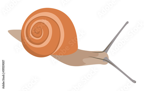 Bänderschnecke