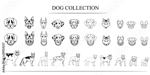 Set of different breeds of dogs. Chinese New Year of the Dog 2018. Dog logo.