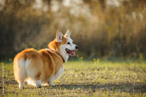 Photo Welsh Pembroke Corgi dog outdoor portrait standing in field