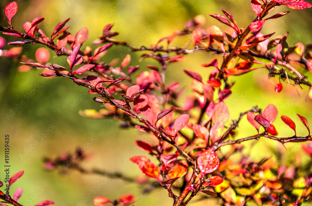 Close-up of branches and bright red leaves of a berberis shrub against a background with yellow and green bokeh in autumn Close-up of branches and bright red leaves of a berberis shrub against a background with yellow and green bokeh in autumn