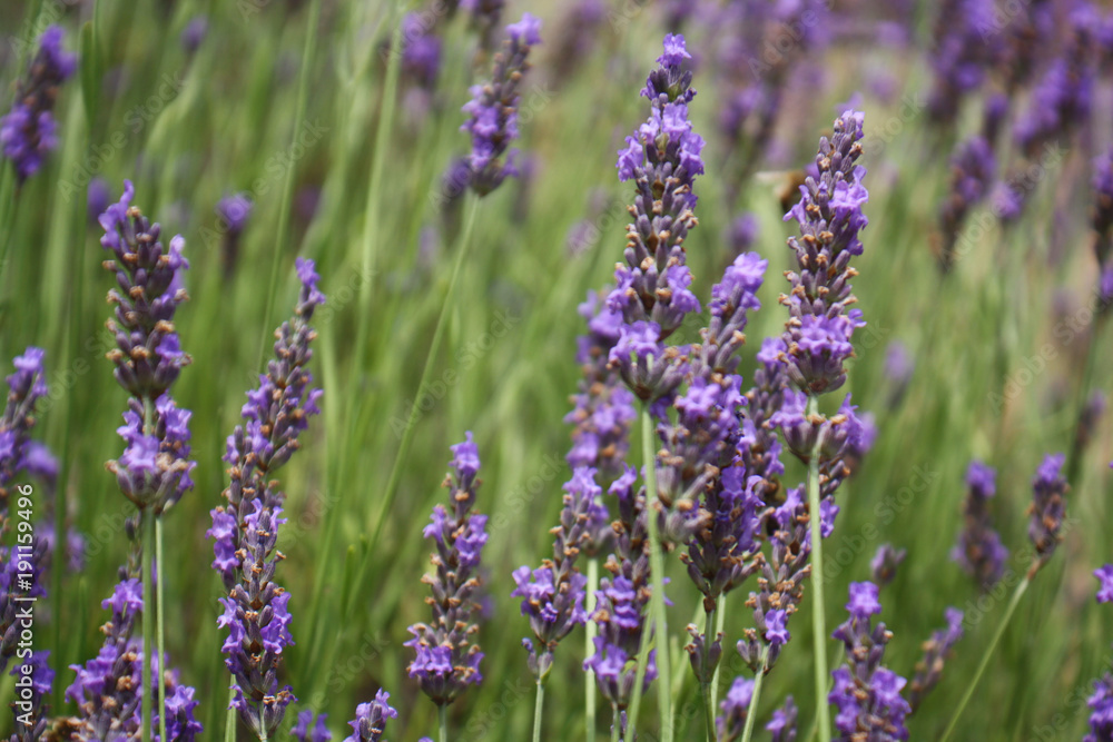 Obraz premium lavender natural lavender field wild macro close up