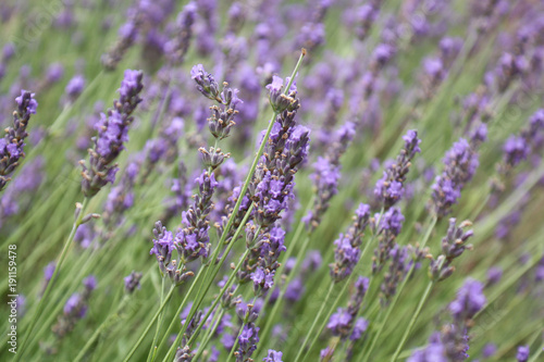 lavender field blossom blooming wild close up