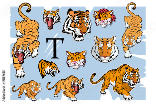 Fototapeta Naklejka Na Ścianę i Meble -  Tiger set, isolated on white background, colour illustration, suitable as logo or team mascot. Bengal Tiger.