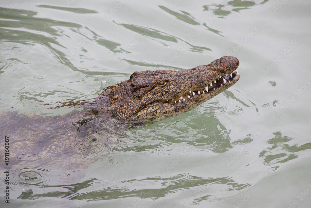 Fototapeta premium Nilkrokodil (Crocodylus niloticus) Kopf, Nahaufnahme