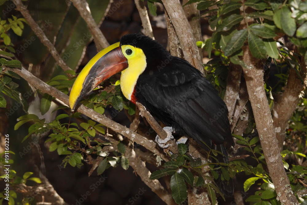 Swainson-Tukan (Ramphastos swainsonii) Swainson-Tukan (Ramphastos swainsonii)