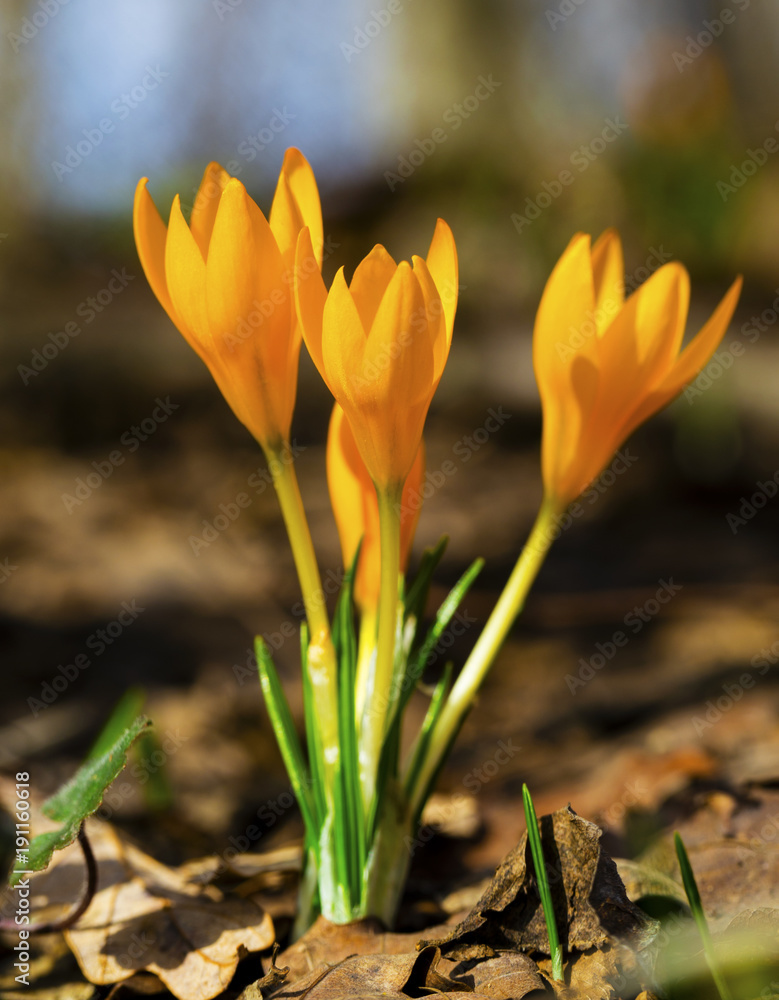 Beautiful yellow crocus flowers closeup Beautiful yellow crocus flowers closeup