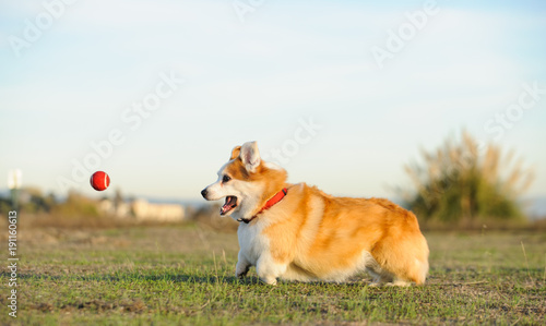 Welsh Pembroke Corgi dog outdoor portrait running through field after red ball