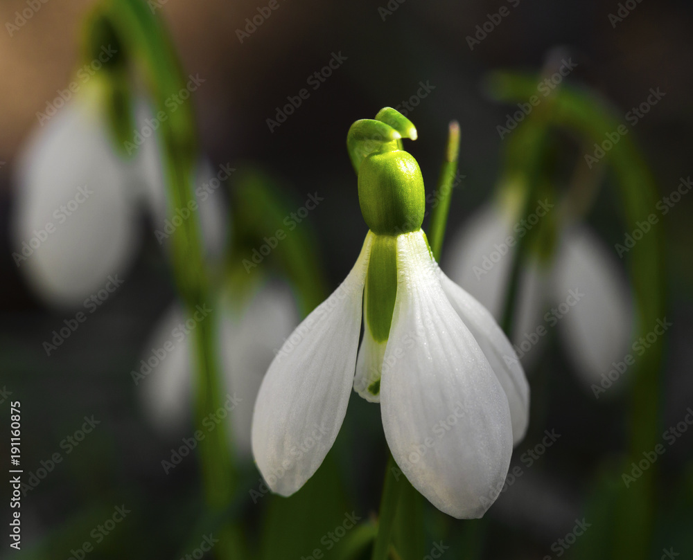 Beautiful snowdrop flowers closeup Beautiful snowdrop flowers closeup