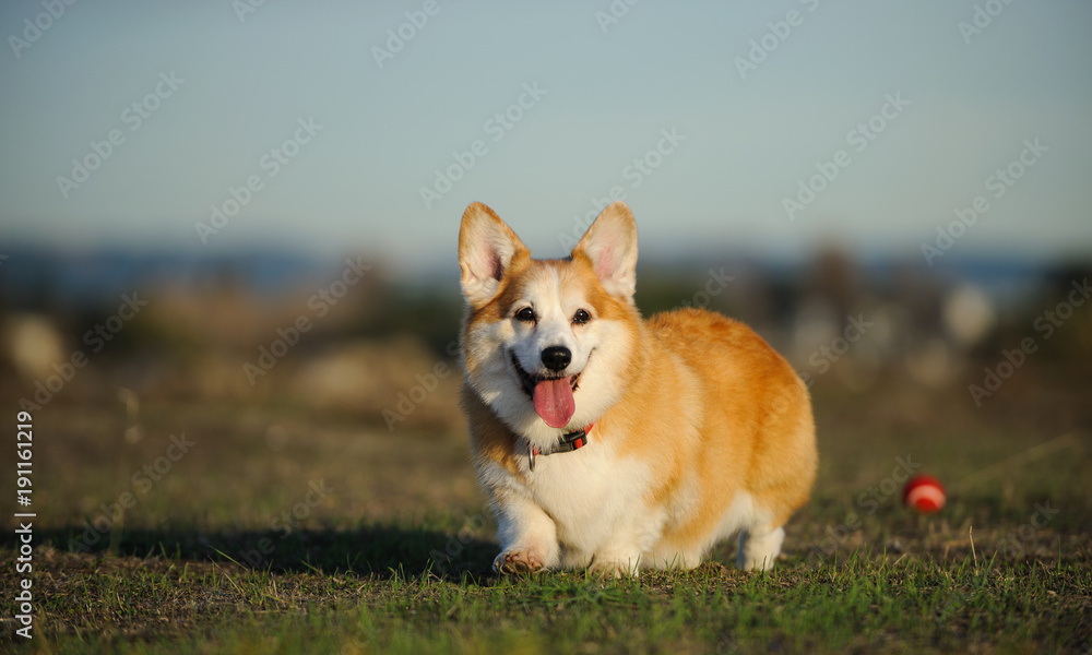 Welsh Pembroke Corgi dog outdoor portrait in field