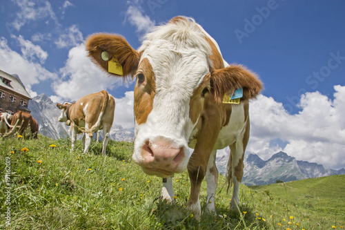  Kuh auf Bergwiese in Tirol