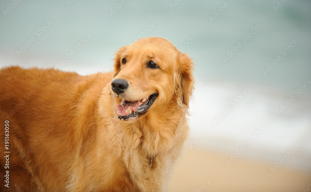 Golden Retriever dog outdoor portrait by the shore Golden Retriever dog outdoor portrait by the shore
