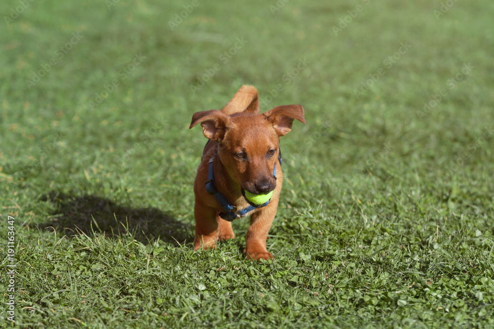 Kleiner Hund Welpe apportiert Tennisball