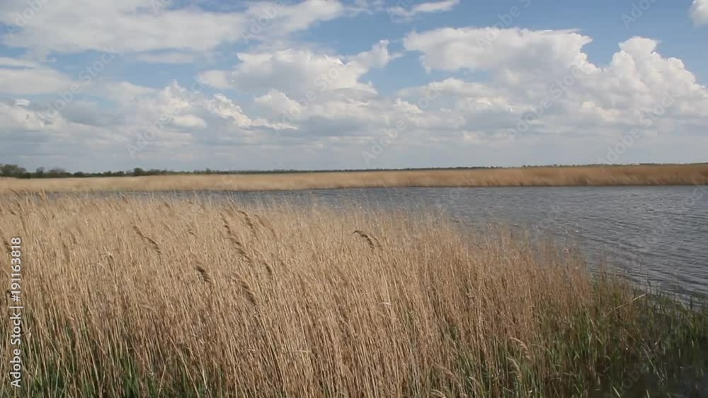 The dry reeds .Salt lakes in Krasnodar region along the sea of Azov